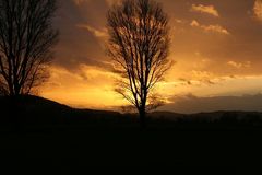 Baum im Sonnenuntergang