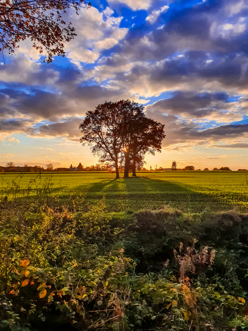 Baum im Sonnenuntergang