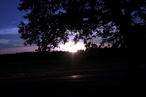 Baum im Sonnenuntergang