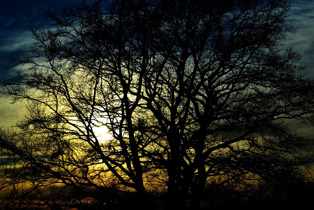 Baum im Sonnenuntergang