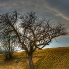 Baum im Sonnenuntergang