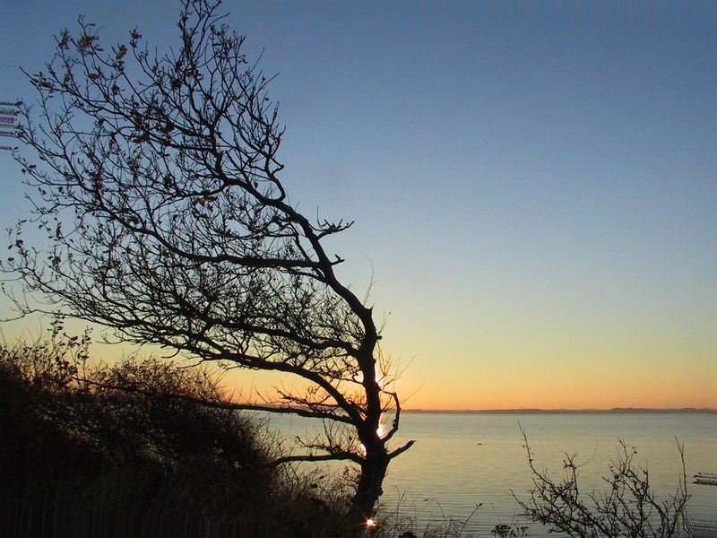 Baum im Sonnenuntergang