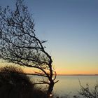 Baum im Sonnenuntergang