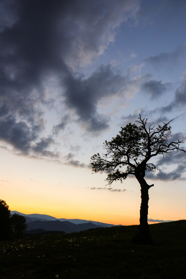 Baum im Sonnenuntergang