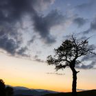 Baum im Sonnenuntergang