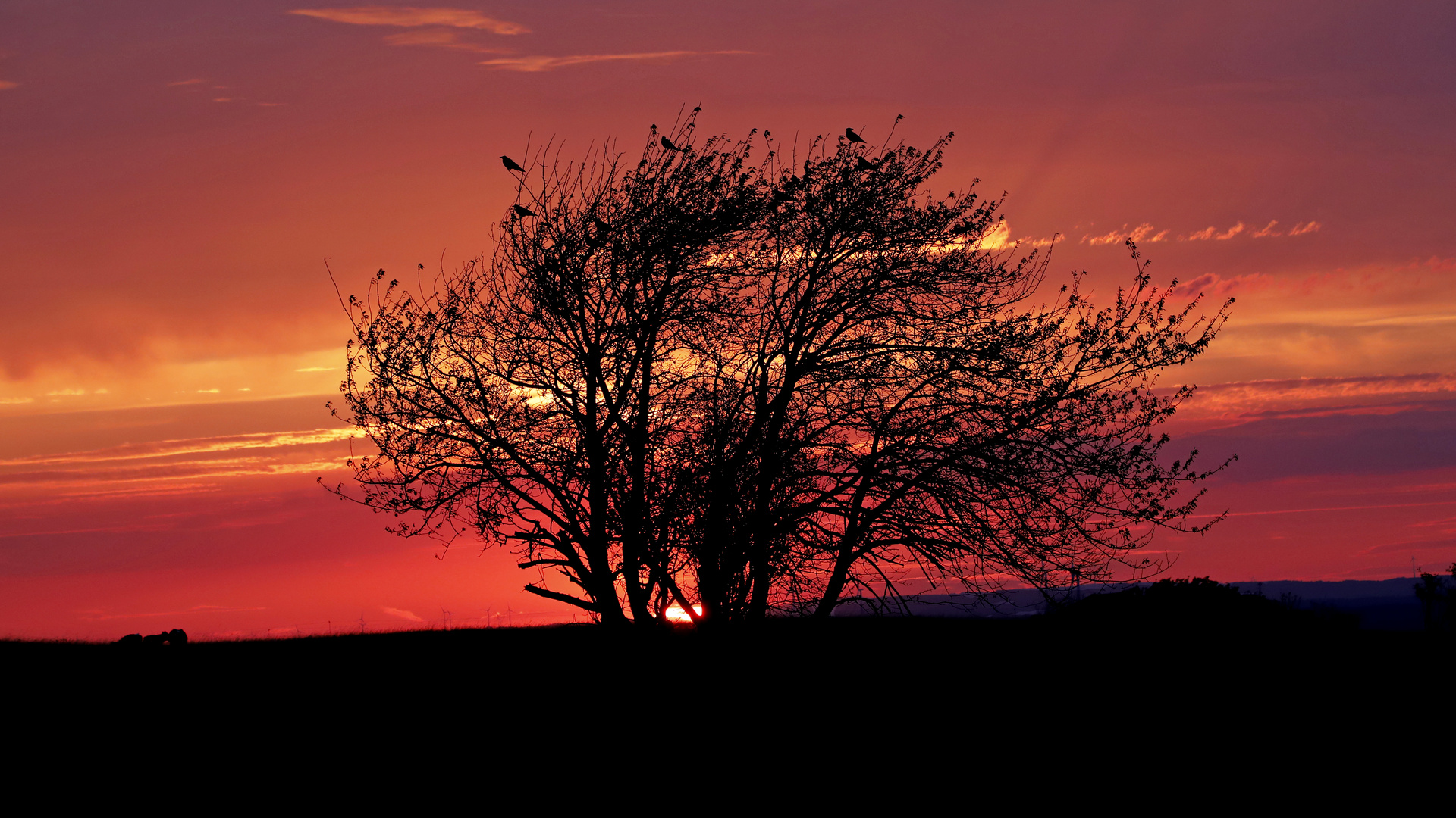 Baum im Sonnenuntergang