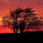 Baum im Sonnenuntergang