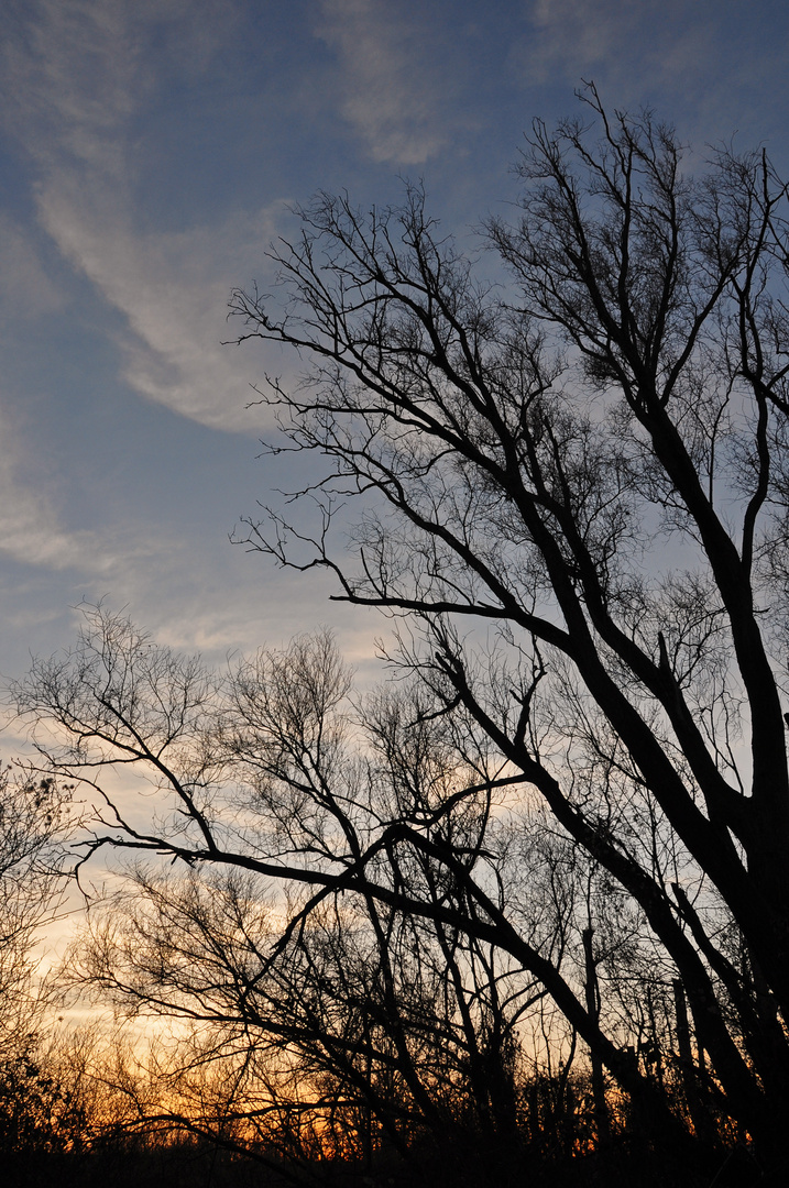 Baum im Sonnenuntergang