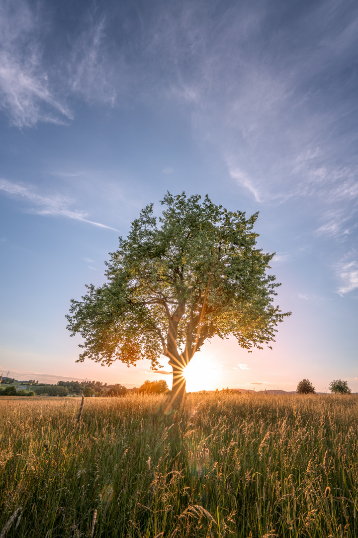 Baum im Sonnenuntergang