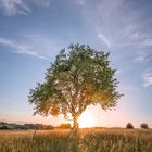 Baum im Sonnenuntergang