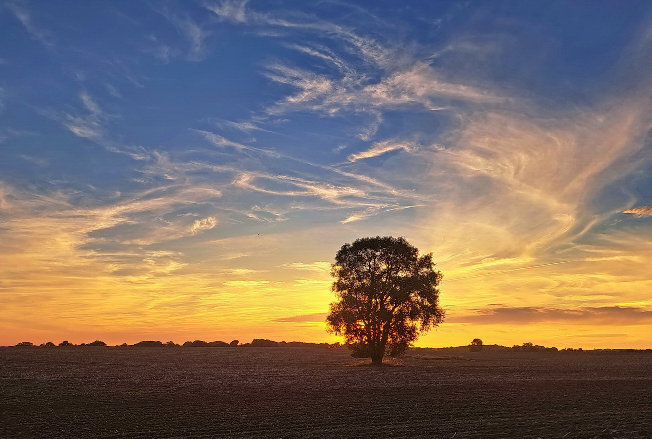 Baum im Sonnenuntergang