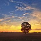 Baum im Sonnenuntergang