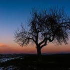 Baum im Sonnenuntergang