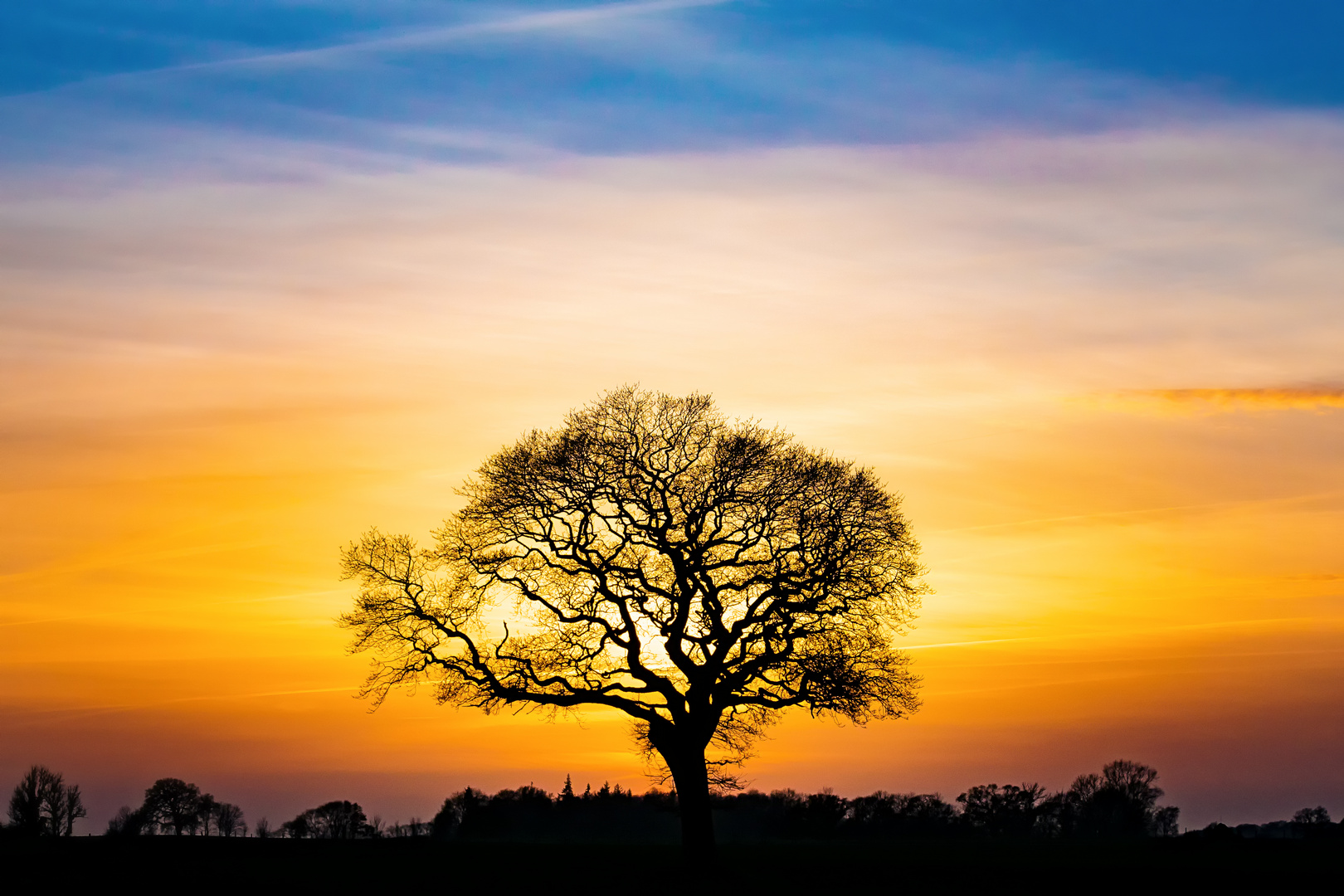 Baum im Sonnenuntergang