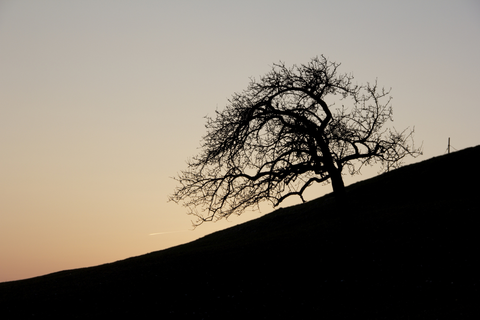 Baum im Sonnenuntergang