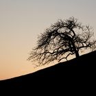 Baum im Sonnenuntergang