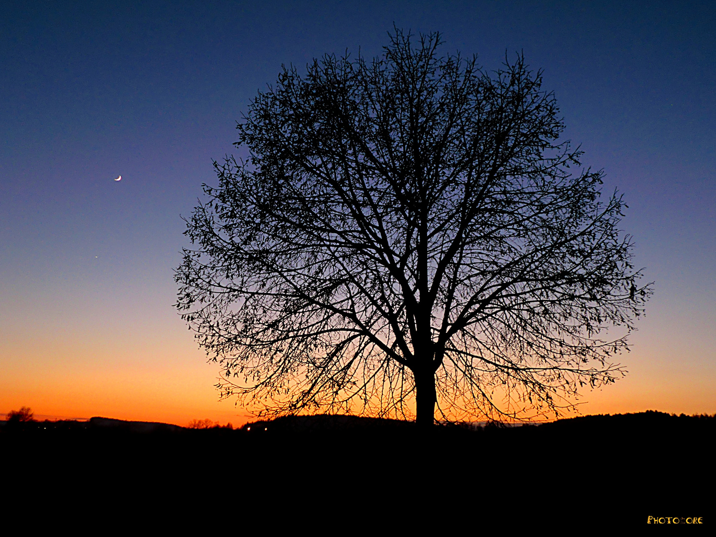 Baum im Sonnenuntergang