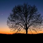 Baum im Sonnenuntergang