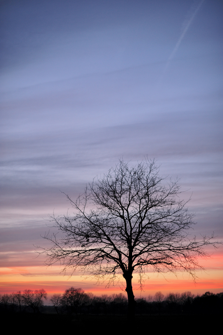 Baum im Sonnenuntergang