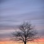 Baum im Sonnenuntergang