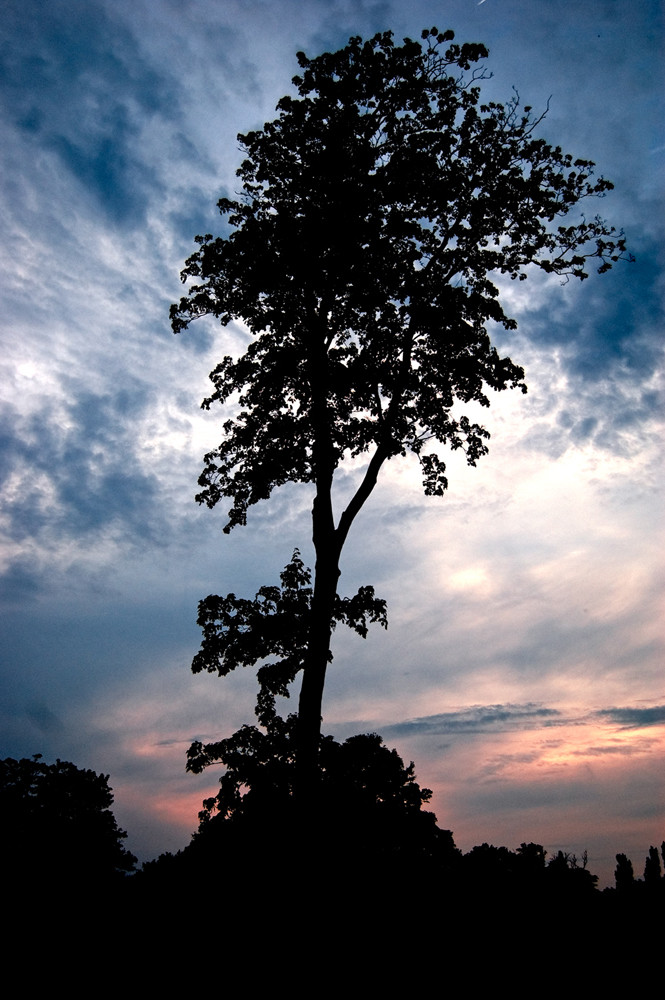 Baum im Sonnenuntergang