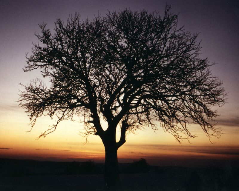 Baum im Sonnenuntergang, die zweite