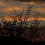 Baum im Sonnenuntergang