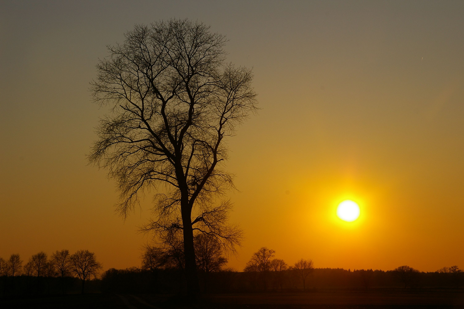 Baum im Sonnenuntergang