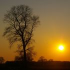 Baum im Sonnenuntergang