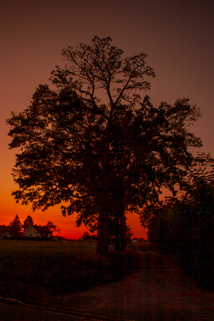 Baum im Sonnenuntergang 