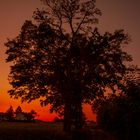 Baum im Sonnenuntergang 