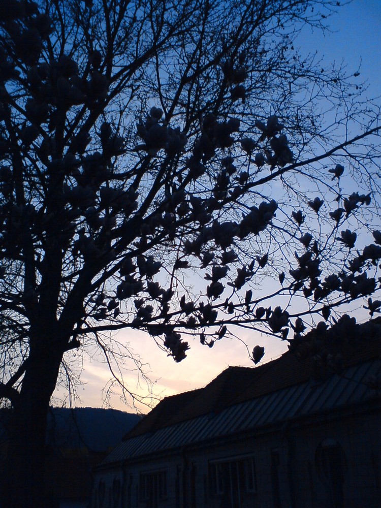 Baum im Sonnenuntergang1