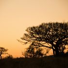 Baum im Sonnenuntergang_7600