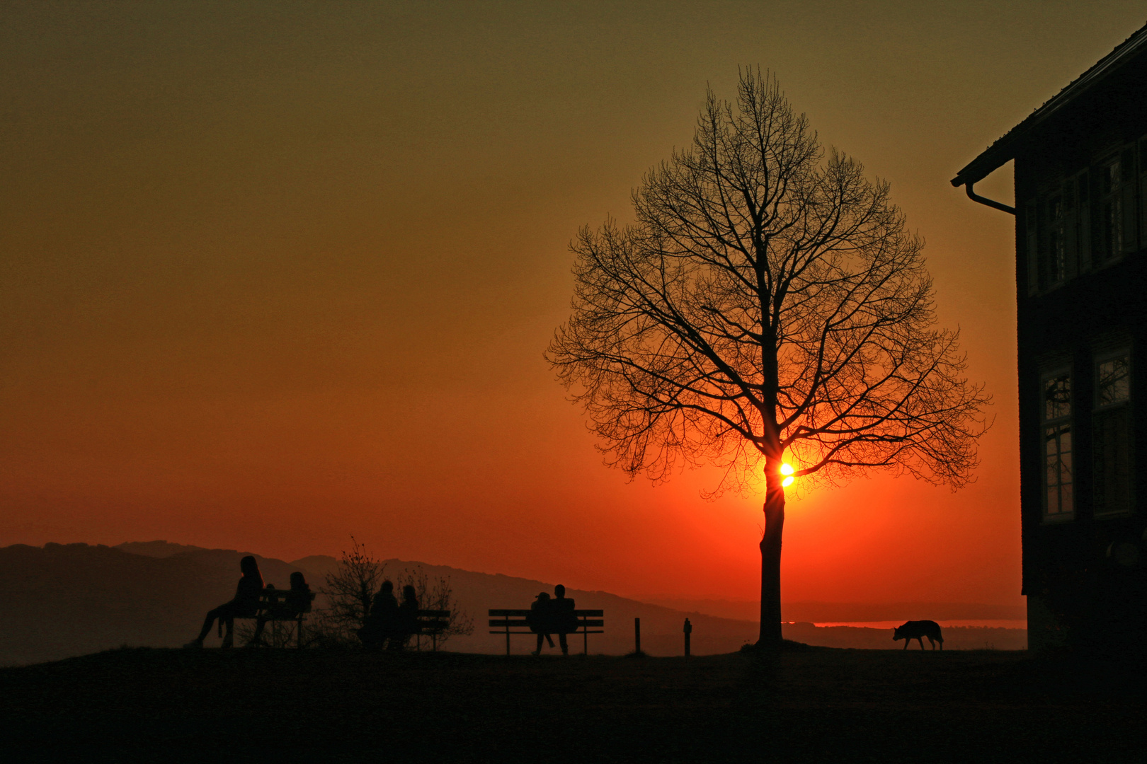 Baum im Sonnenuntergang_IMG_2432