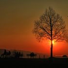 Baum im Sonnenuntergang_IMG_2432