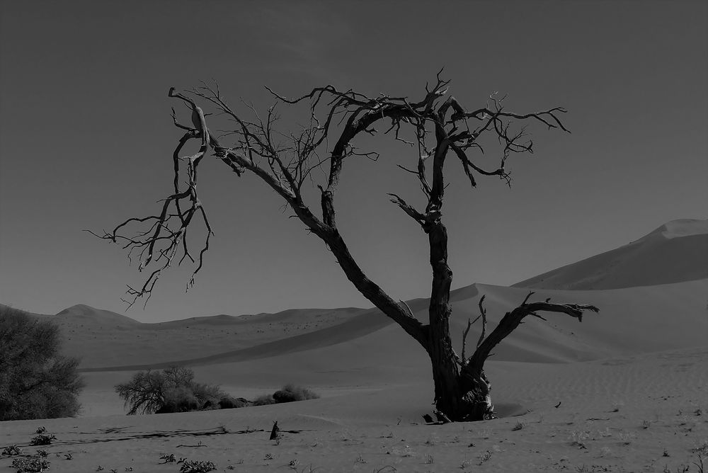 Baum im Sossusvlei