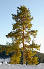 Baum im späten Licht