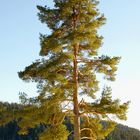 Baum im späten Licht