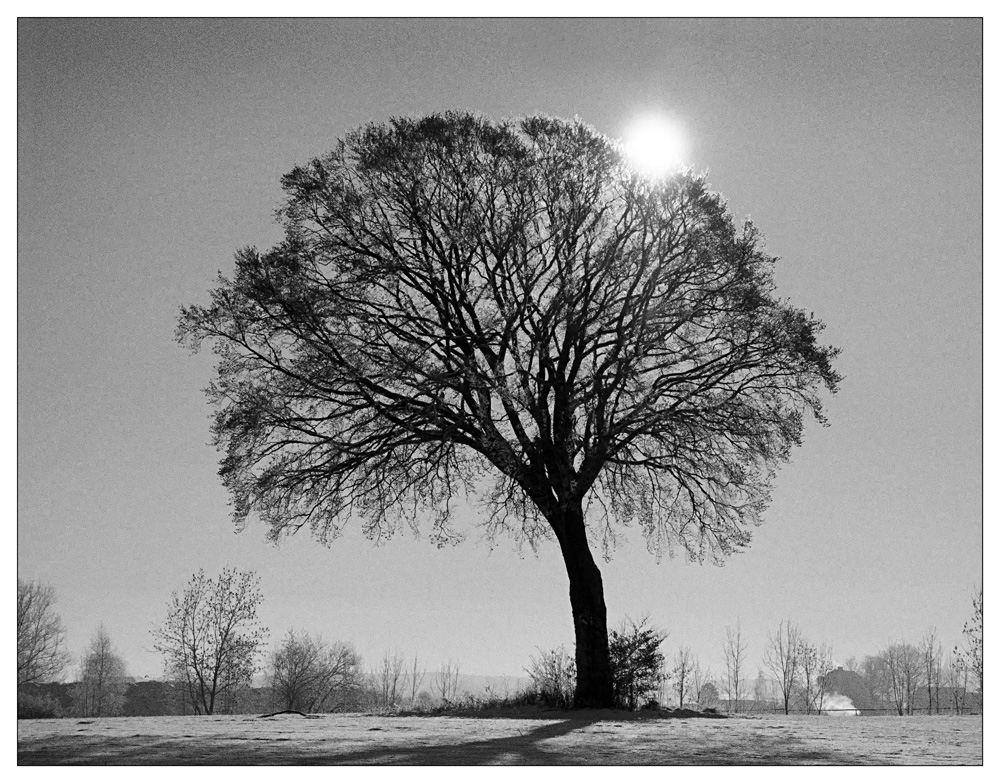 Baum im Spätherbst