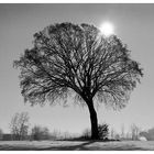 Baum im Spätherbst