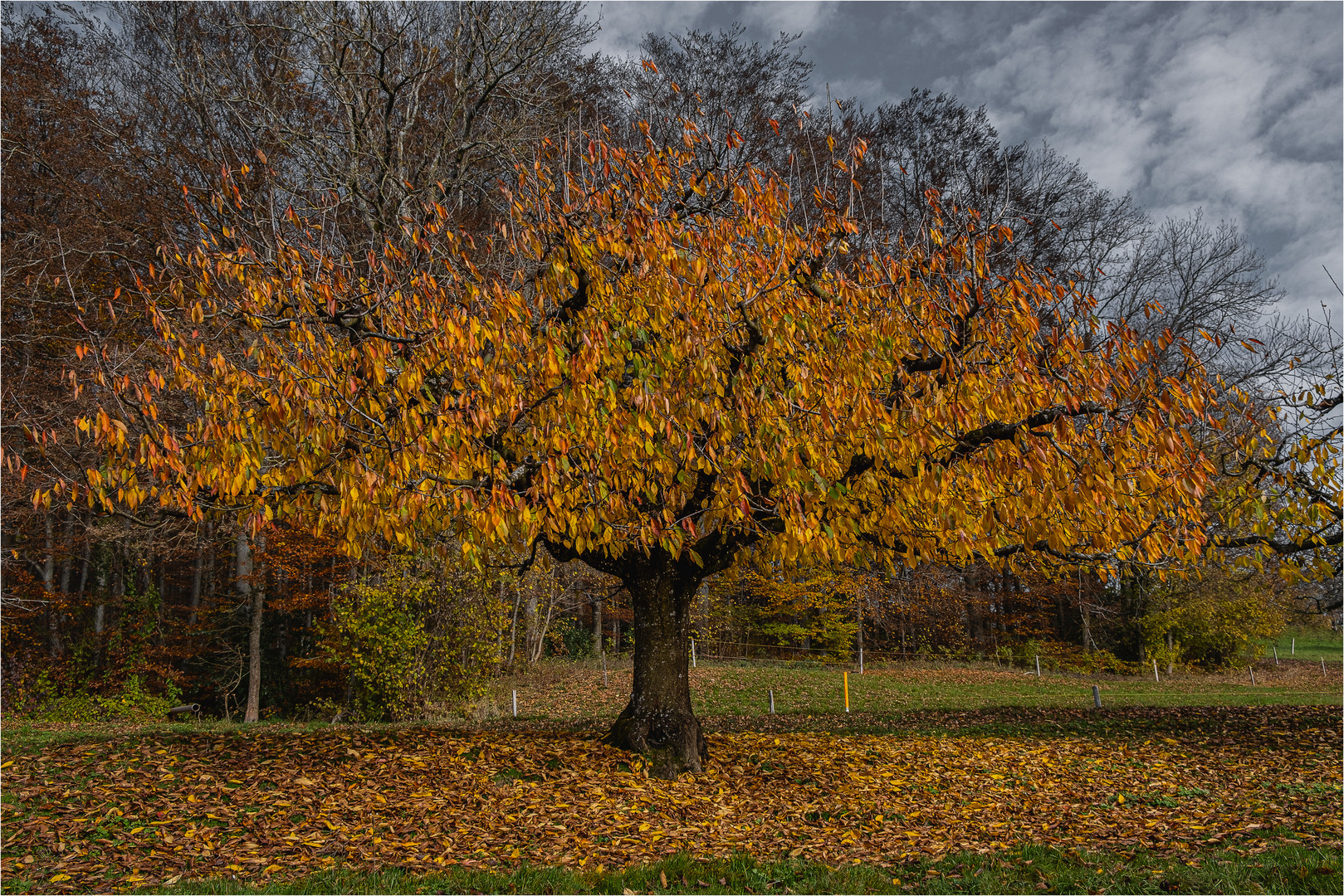 Baum im Spätherbst