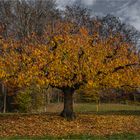 Baum im Spätherbst