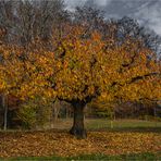 Baum im Spätherbst