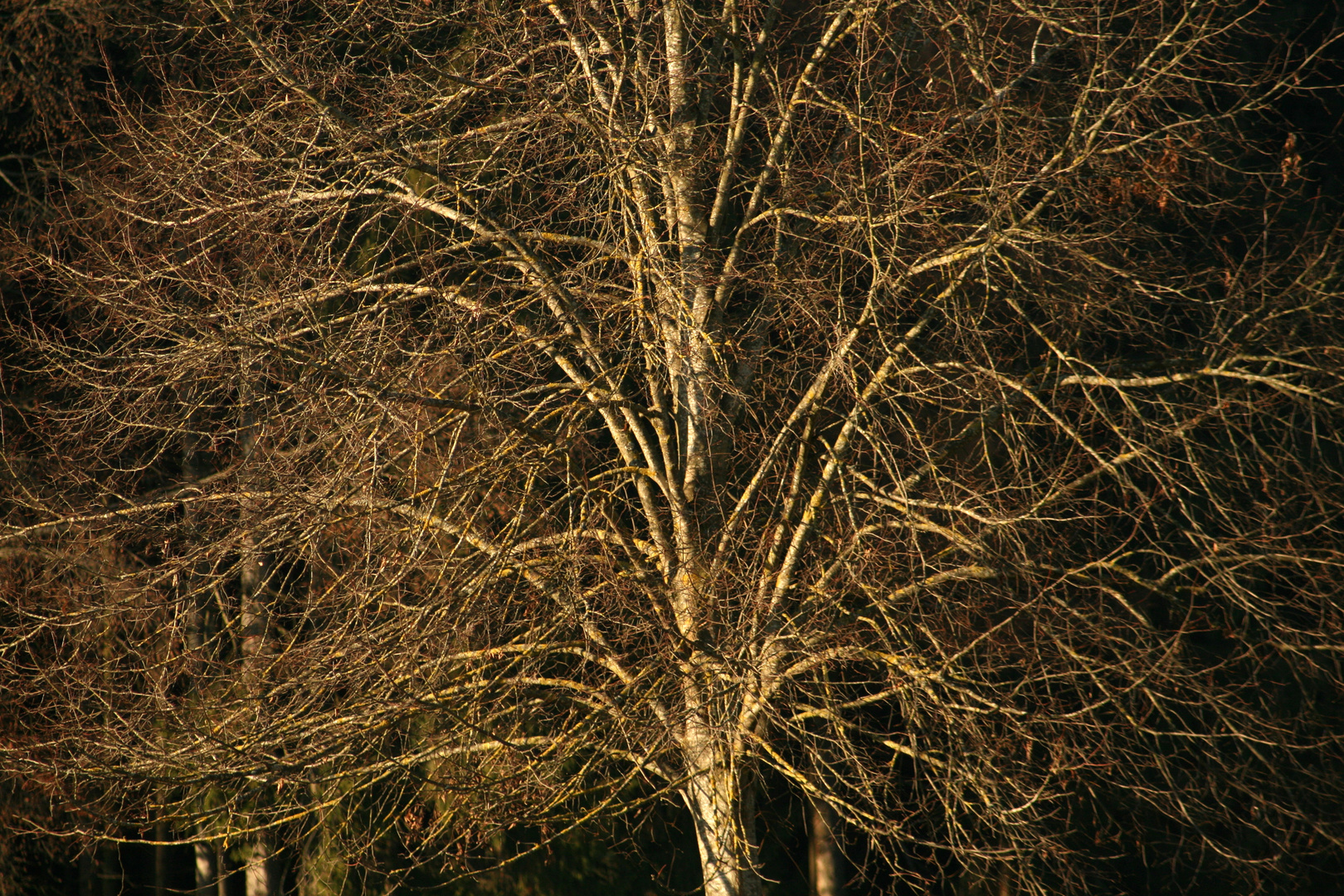 Baum im Spätherbst