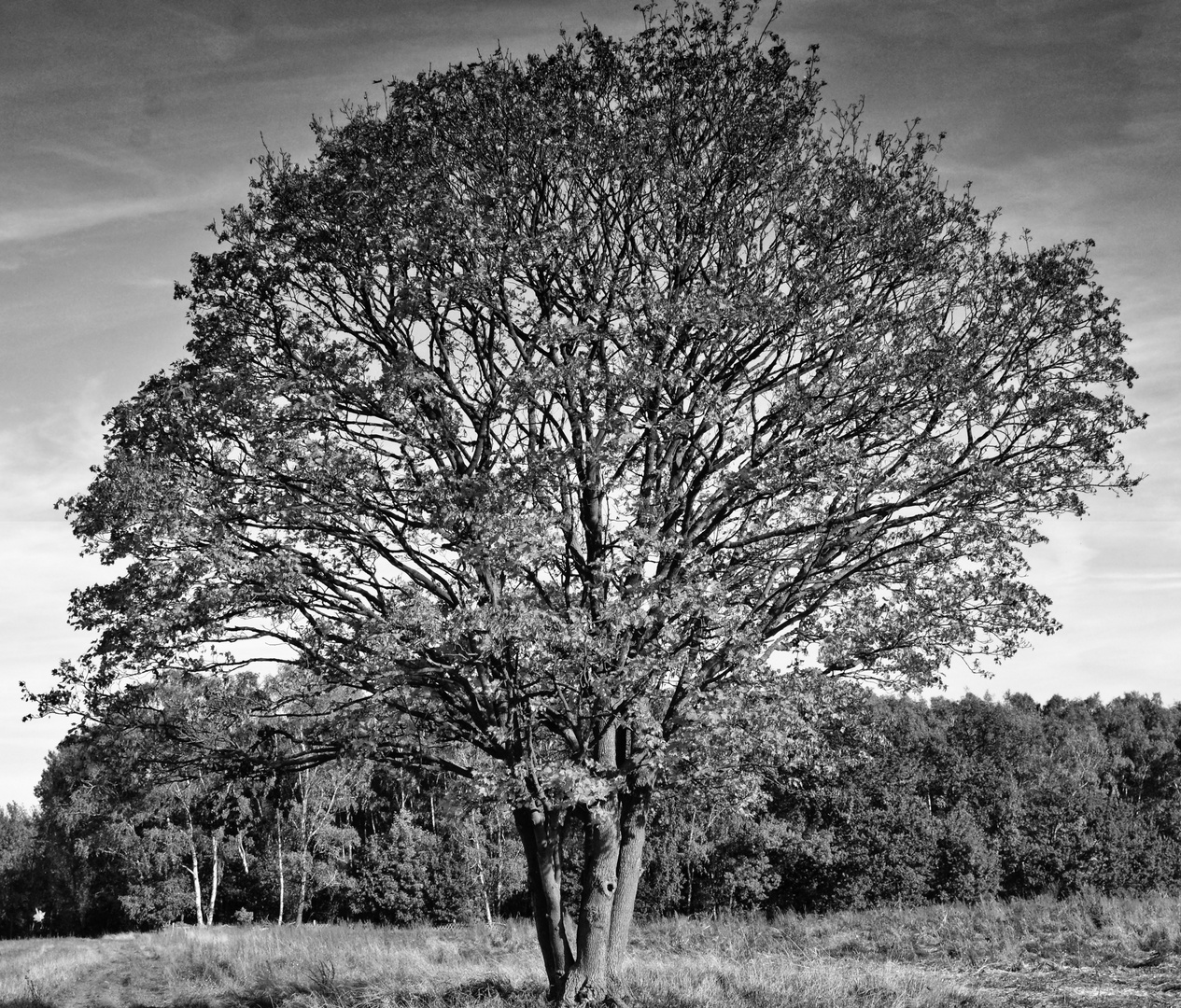 Baum im Spätherbst