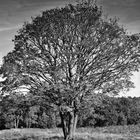 Baum im Spätherbst