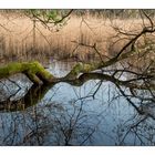 Baum im Spiegel