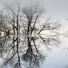 Baum im Spiegel