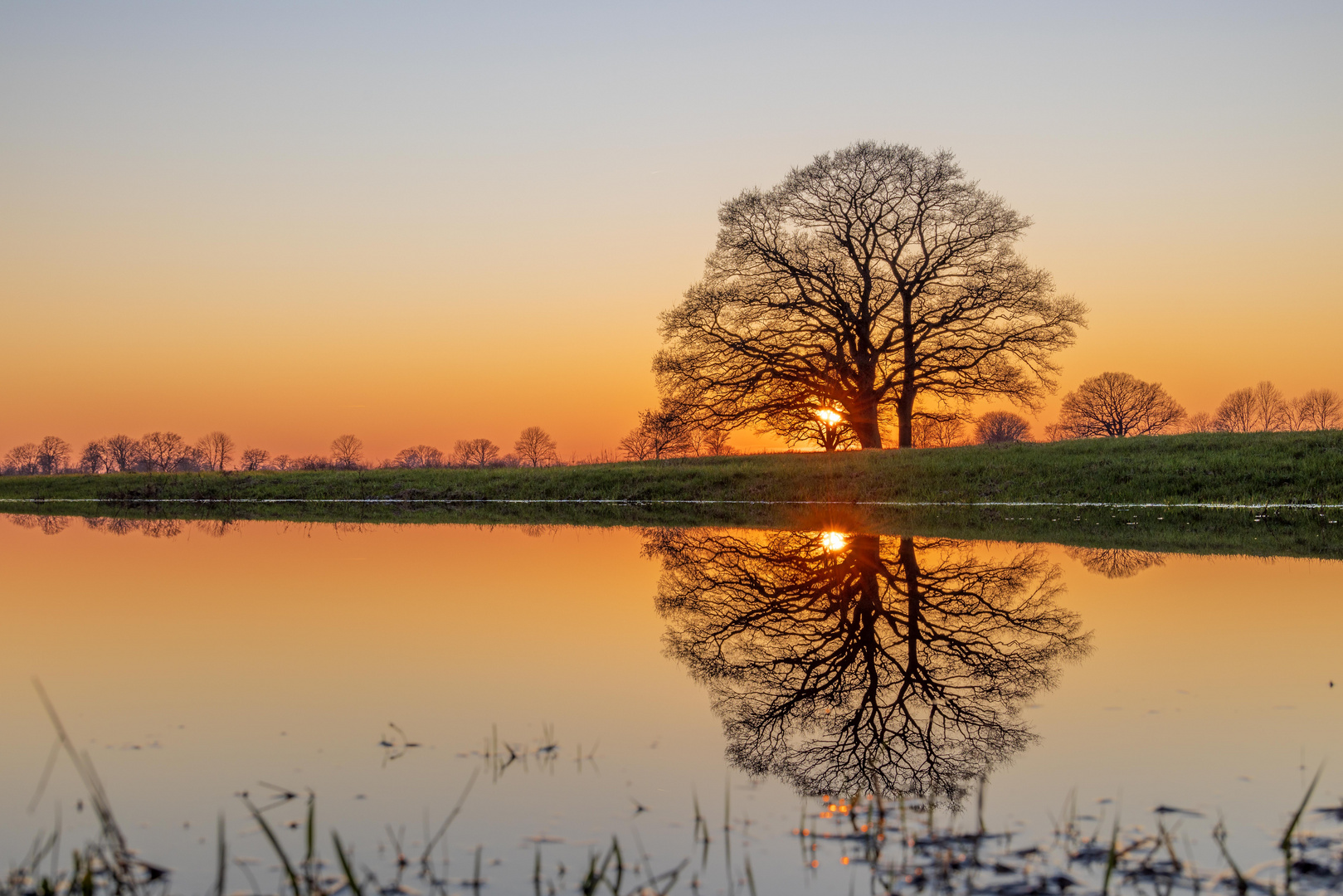 Baum im Spiegel