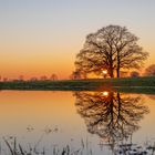 Baum im Spiegel